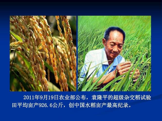 中国杂交水稻vs美国水稻