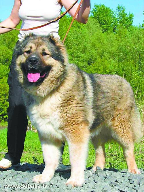俄罗斯第一猛犬