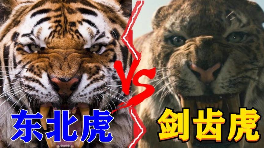 霸王龙vs剑齿虎